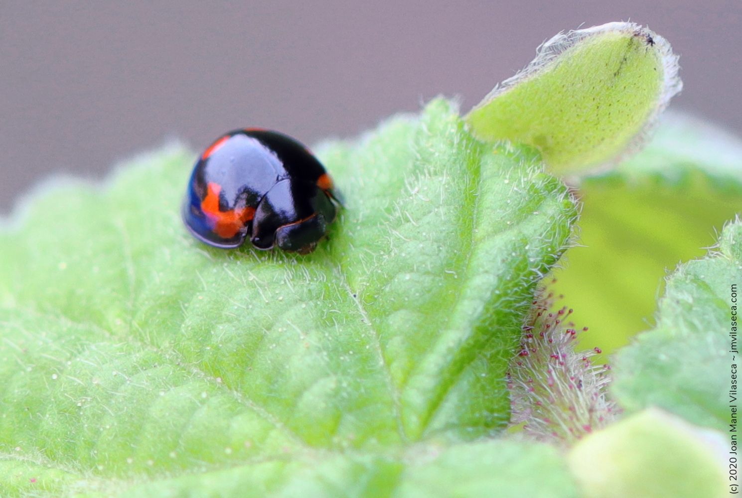 black ladybug