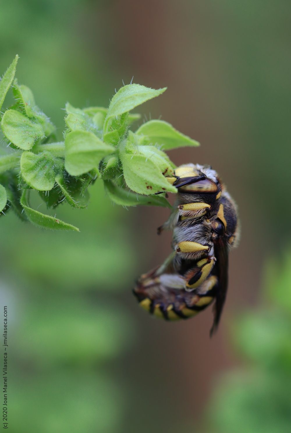 Sleeping flower wasp