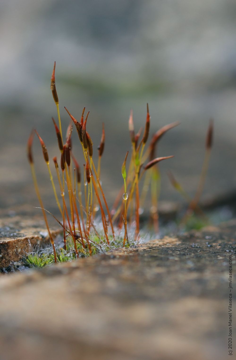 sporophytes