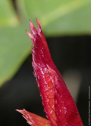 rose leaf bud