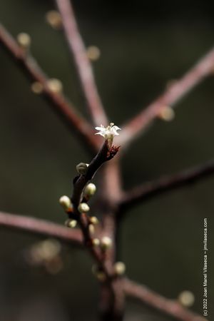 Blackthorn Bloom
