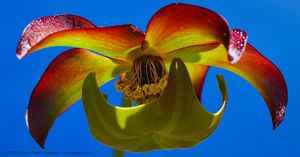 Sarracenia flower