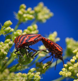 Minstrel bug sex