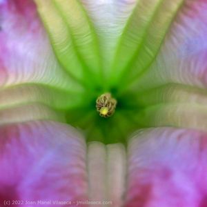 Brugmansia bloom