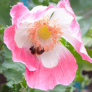 bee in poppy flower
