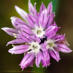 chives flowers (2)