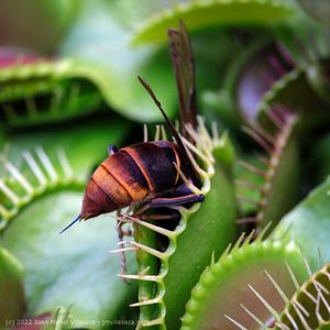 giant hornet in flytrap