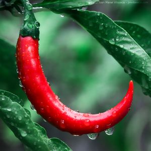 Red Hot Wet Chili Pepper