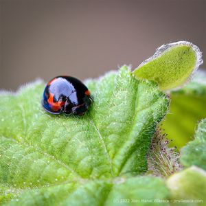 black ladybug