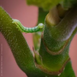 fig caterpillar