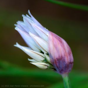 chives flowers (1)