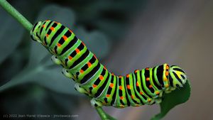 Yellow Swallowtail Caterpillar